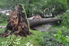 Uprooted Tree from a Storm